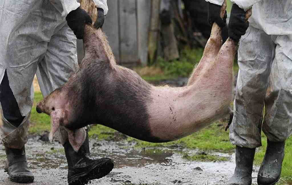 Вспышка АЧС выявлена на ферме кубанского свинокомплекса