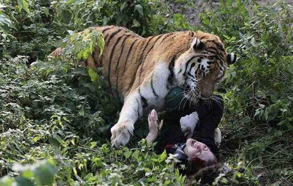 Нападение животных. Калининградский зоопарк тигр Тайфун. Тигр в Калининградском зоопарке.