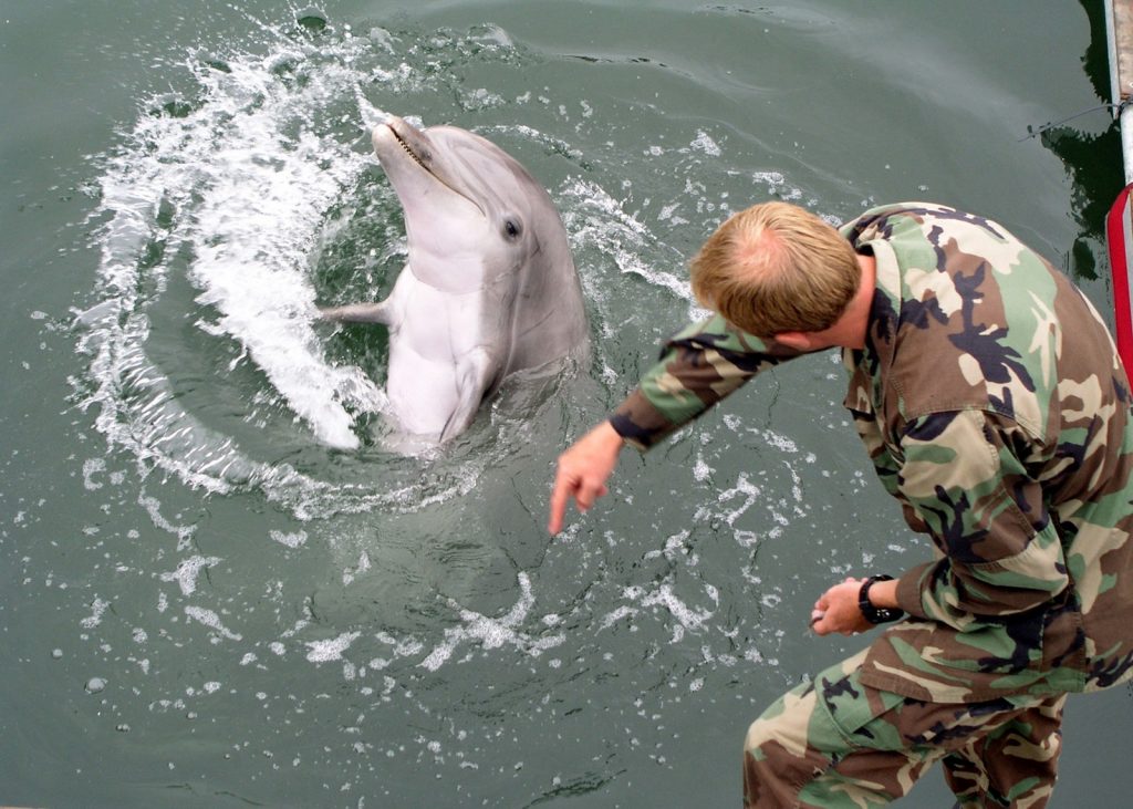 Боевые дельфины Украины оказались фатально патриотичными