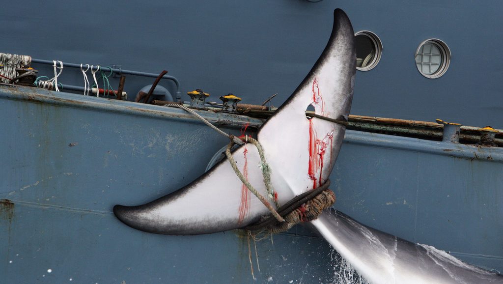 охота на китов. япония, китоубойный промысел