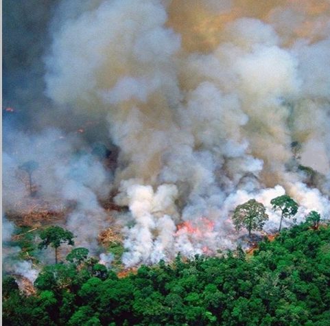 пожар в тропических лесахАмазонки