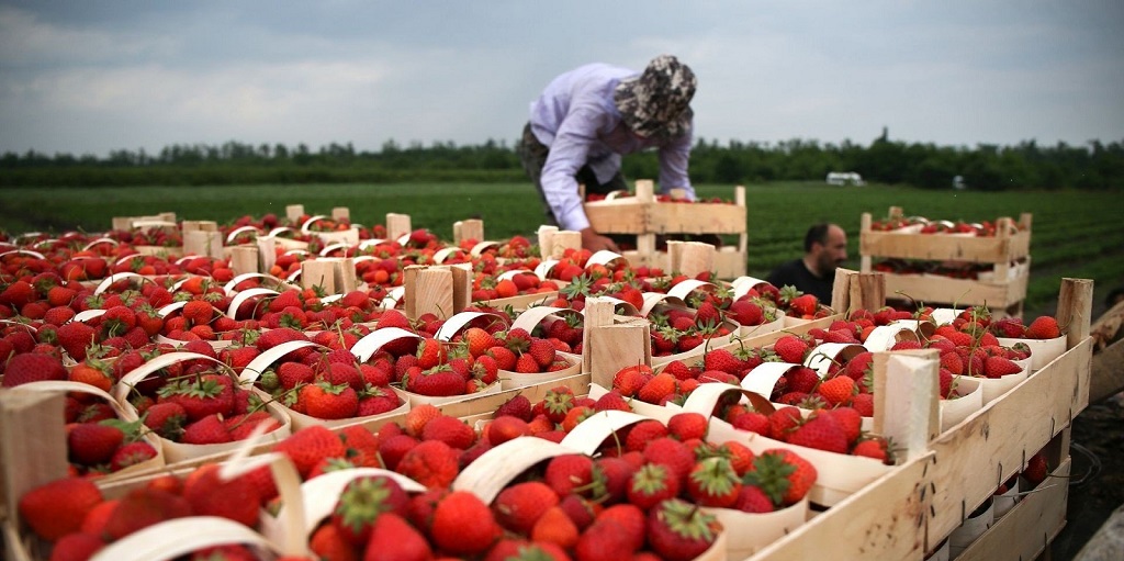 В Эстонии готовят план завоза заробитчан на клубнику – местные не справляются