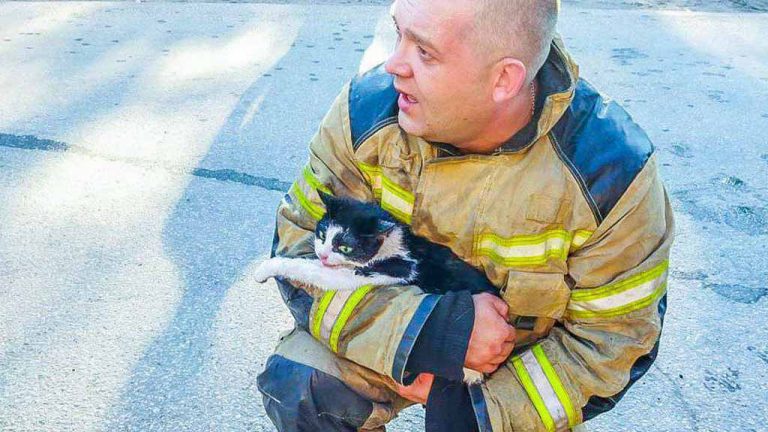 Пожарные спасли пять кошек и собаку