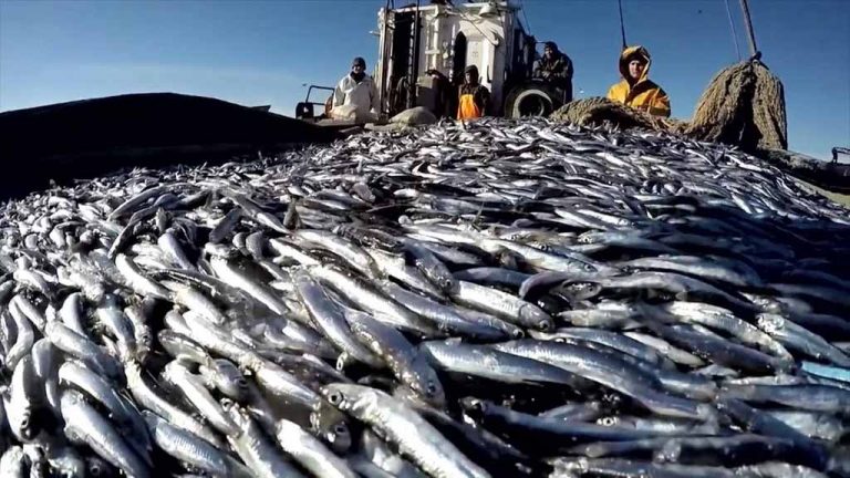 Россия планирует денонсировать договор о рыболовстве с Великобританией