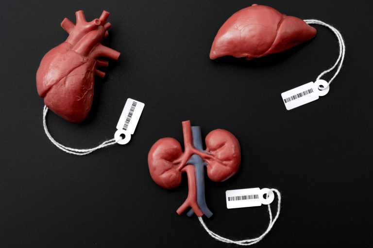 Modern day slavery, illegal trade of human organs on the black market and forced organ harvesting of death row inmates concept theme with a liver, heart and kidney with price tags and a barcode isolated on black background