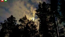 Звук генераторов в темном лесу